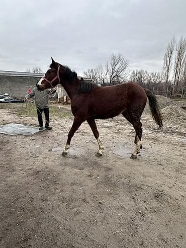 Продаю | Кобыла (самка) | Арабская | Конный спорт at lalafo.kg Продаю | Кобыла (самка) | Арабская | Конный спорт