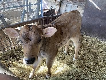 бычок бык: Продаю | Бык (самец) | Швицкая | На откорм | Привязанные — 1