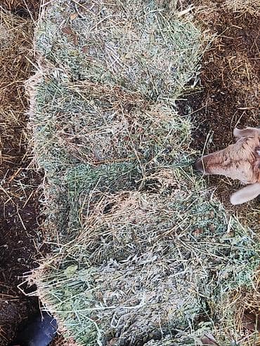 мал базар токмок: Чоп сатылат. беде. пресс. биринчи укос 1000тук. Панфиловский район — 1