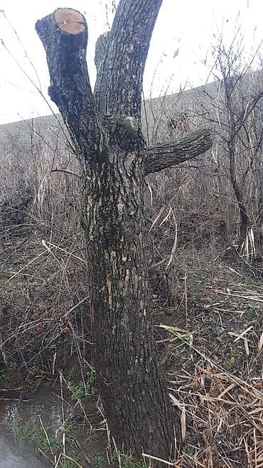 Дрова: Дрова Тополь, Самовывоз — 7