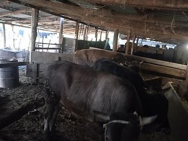 бирки крс: Продаю | Бык (самец) | На откорм | Привязанные — 2