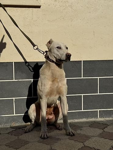 Ит бекер берем: Ищем заботливых и добрых хозяев для нашей девочки. Отдадим за — 2