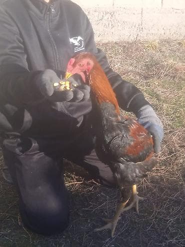 бойцовая: Продаю | Петух | Бойцовая | Для разведения — 1