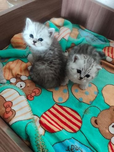 Продажа кошек: Скотиш Фолд (Шотландская вислоухая), 1 месяц, Девочка — 2