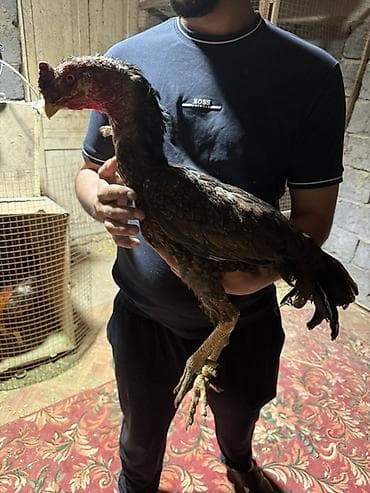 купить попугая в чехии: Продаю | Петух | Бойцовая | Для разведения — 2