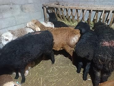 баран ягнята: Продаю | Ягненок | Полукровка | На забой — 1