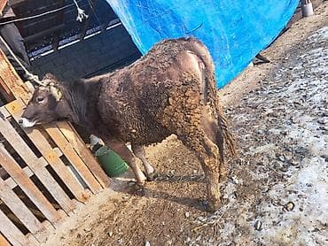 парода корова: Продаю | Тёлка | Для разведения | Нетель — 2