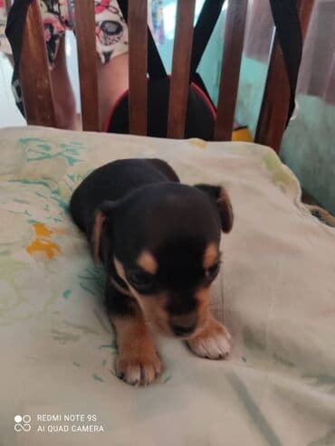 Грызуны: Две милых девочки породы чихуахуа ждут своих новых хозяев. Им 1,5 — 4