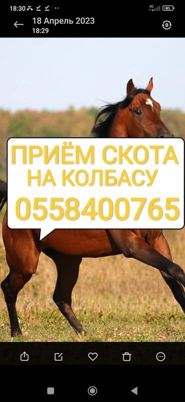 продажа щенков немецкой овчарки с документами в бишкеке: Куплю | Коровы, быки, Лошади, кони | Круглосуточно, Любое состояние, Забитый — 1