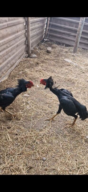 купить собаку породы хмонг: Продаю | Петух | Бойцовая | Для разведения — 8