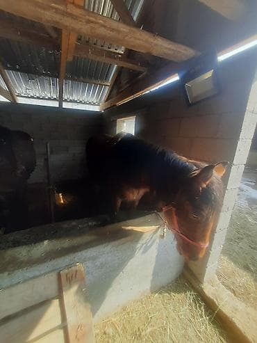 Козы, козлы: Продаю | Конь (самец) | Рабочий — 1