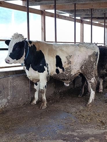 Продаю | Бык (самец)