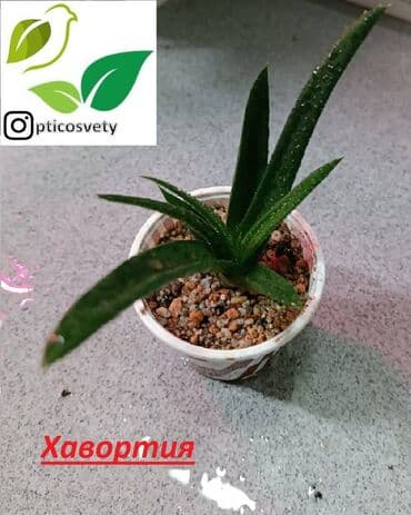 полка для цветов с подсветкой: Продаю комнатные цветы в ассортименте — 11