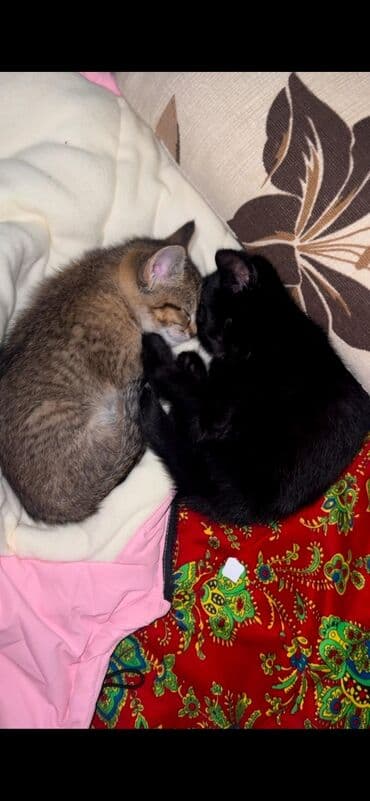 английский кокер спаниель щенок цена: 2 месяца, Мальчик, Приучена к лотку — 5