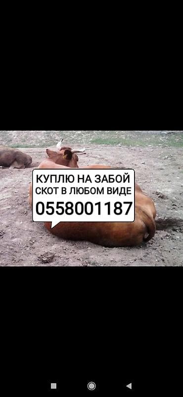 Колбасный цех : Коровы, быки, Лошади, кони, Другие с/х животные, | Круглосуточно, Любое состояние, Забитый