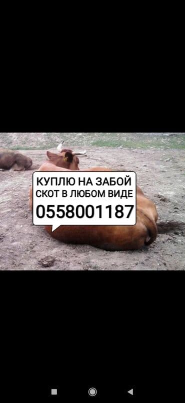 домик для кроликов: Куплю | Коровы, быки, Лошади, кони, Другие с/х животные | Круглосуточно, Любое состояние, Забитый — 1