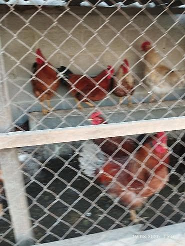 грызуны домашние: Продаю | Куры | Домашняя | Для разведения — 2