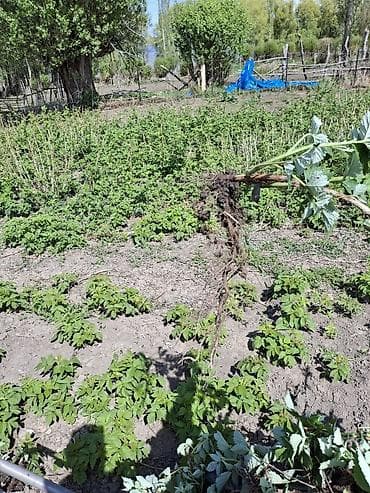 батва рес: 🍓 Продается Саженцы Малина сорт «Полька» — ремонтантная, крупная — 3