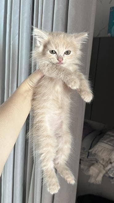 Кошки: Беспородная, 2 месяца, Мальчик, Биколор, Приучена к лотку — 2