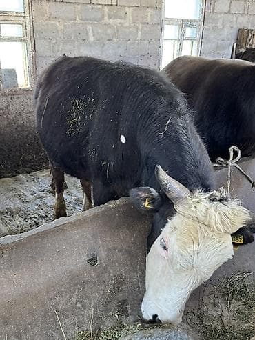 бельгийский бык цена: Продаю | Бык (самец) | На откорм, На забой | Привязанные — 5