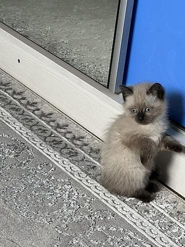 швейцарская кошка: Кошка даром: Сиамская, 2 месяца, Девочка, Приучена к лотку — 7