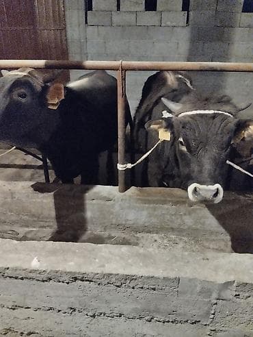 тук кара балта: Продаю | Бык (самец) | Полукровка | На откорм | Привязанные — 3