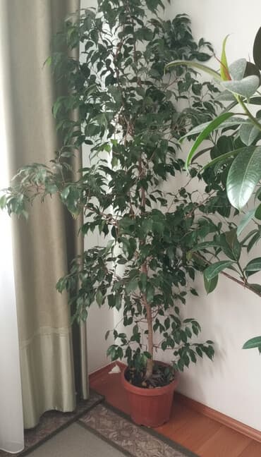 Фикус Бенджамина в напольном горшке. - Крупномер для дома или офиса