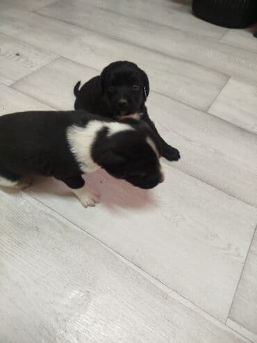 карманные собаки: Щенки, черно-белый и черный окрас - Возраст: малыши, только начинают — 2