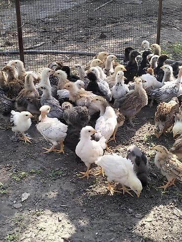 котята простые: Продаю цыплят,возраст 1,5 мес,полностью здоровы,привиты по — 1