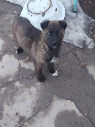 такса собака: Щенки средних размеров, метисы дворняги с пастушьими породами. - — 3