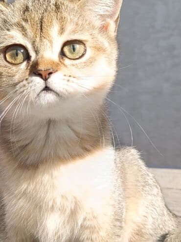 сухое молоко для животных: Скотиш Страйт (Шотландская прямоухая), 3 месяца, Девочка — 12