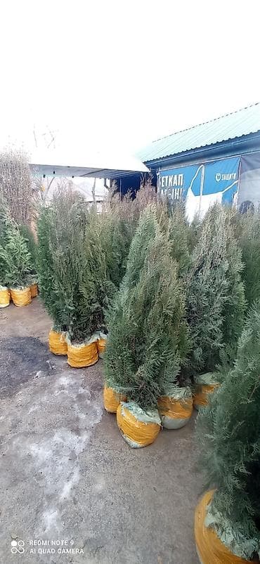 Саженцы деревьев: Туи, Самовывоз