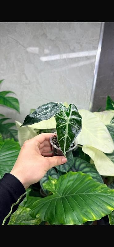 Замиокулькас (Долларовое дерево): Диффенбахия Тропик Сноу 1800с Посажен в хороший грунт, не привозной — 7