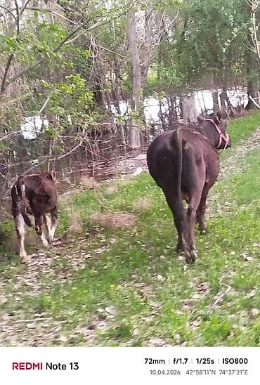 Продаю | Корова (самка) | Полукровка | Для разведения | Привязанные — 7