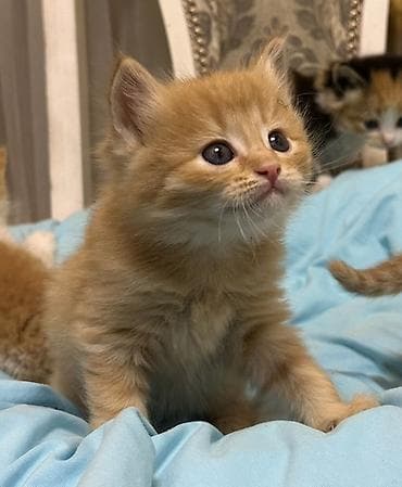 Другие животные: Лесная, 1 месяц, Мальчик, Рыжий — 8