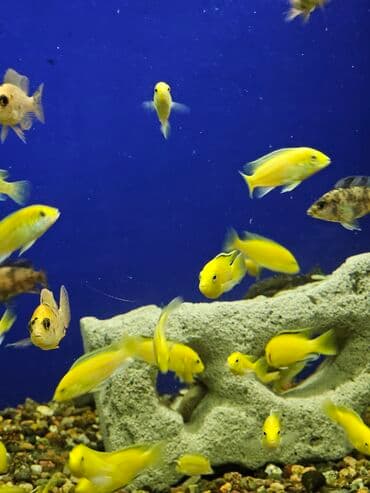 вислоухие котята бишкек цена: Цихлиды-подростки оптом! - бирюзовая акара - голубой дельфин - — 23