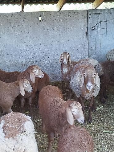 гиссарские матки: Продаю | Овца (самка), Ягненок | Арашан | Для разведения — 3