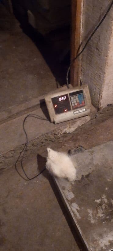 домик для кролика: Перепелка от суточных до несушек вывод каждые 3дня маточное поголовье — 2