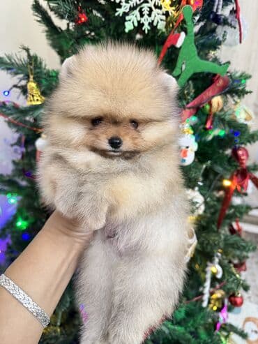 Шпиц, 1 айлык, Эркек, Ит тегин тастыктоочу документ