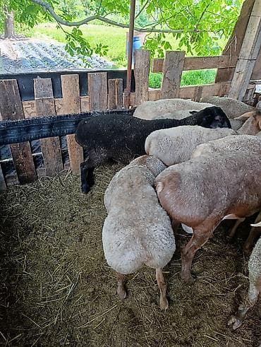 кошка тайская: Продаю | Овца (самка) | Для разведения | Племенные — 7