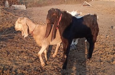 собака доберман сколько стоит: Продаю | Коза (самка) | Нубийская | Для разведения | Котные — 2