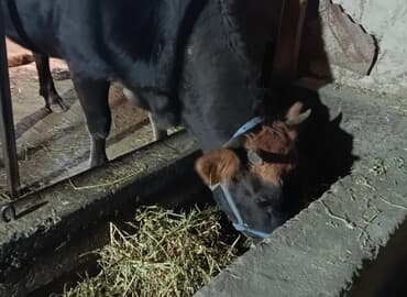 сельскохозяйственные животные продажа: Продаю | Корова (самка) | Алатауская | Для разведения, Для молока | Стельные — 1