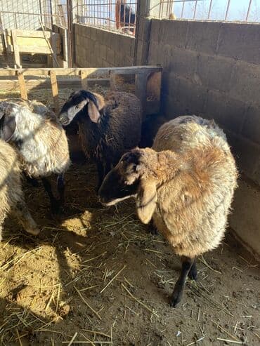 отдам в добрые руки собаку: Продаю | Баран (самец), Овца (самка), Ягненок | Долан, Меринос, Полукровка | Для разведения, Для шерсти, На забой | Кастрированные, Котные, Матка — 4
