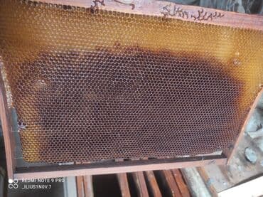 Зоотовары: Рамки для пчёл суш в отличном состоянии ( срочно продается ) ! — 2