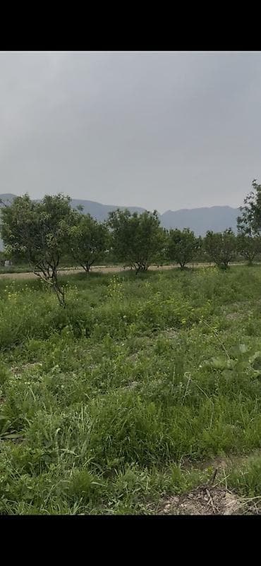 старый талчек: 42 соток, Для сельского хозяйства, Красная книга — 3