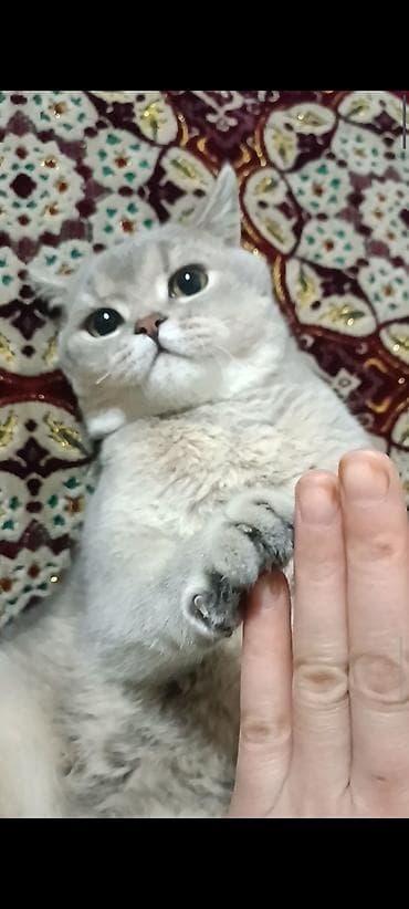 Британская короткошёрстная кошка, серебристо-шиншилловый окрас