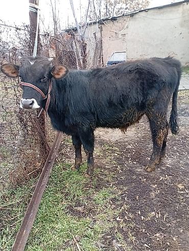 Аквариумдар: Сатам | Бука (эркек) | Бордоп семиртүү үчүн | Байланган — 4