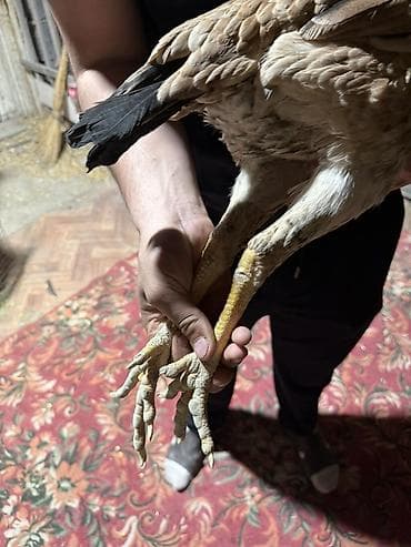 даканн: Продаю | Куры | Бойцовая | Для разведения — 4