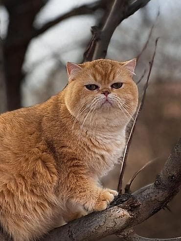 продать животных: ✨ британские котята золотистой шиншиллы в поисках дома! ✨ наши малыши — 2