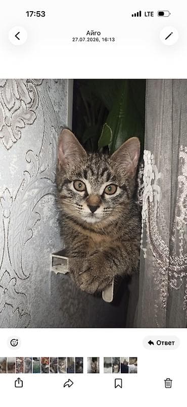 котята простые: Отдаю только добрым рукам ! Котенок 4 мес Особенности: - дружелюбный — 1